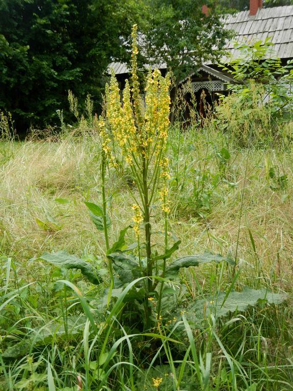 Vila Agroturystyka U Ostrowskich Chartow Exteriér fotografie