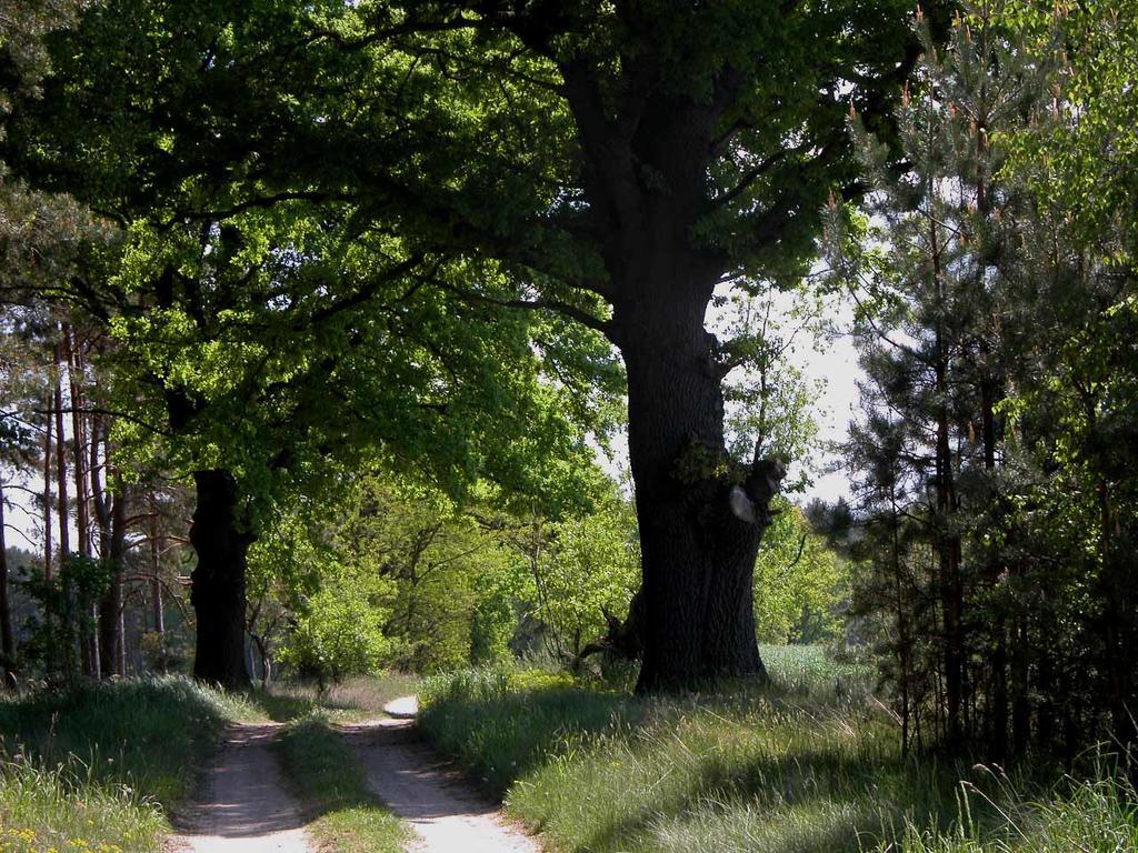 Vila Agroturystyka U Ostrowskich Chartow Exteriér fotografie